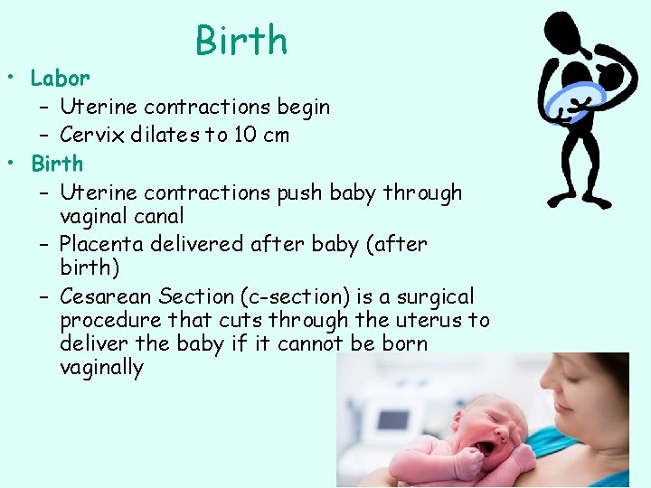 Birth • Labor – Uterine contractions begin – Cervix dilates to 10 cm •
