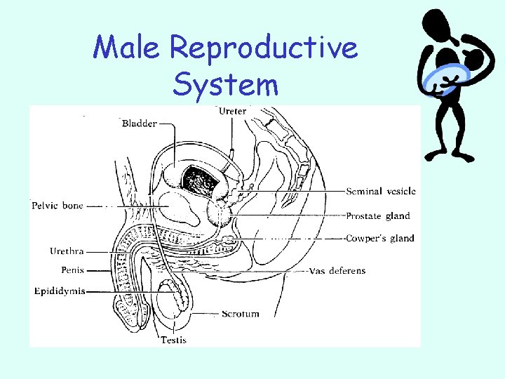 Male Reproductive System 