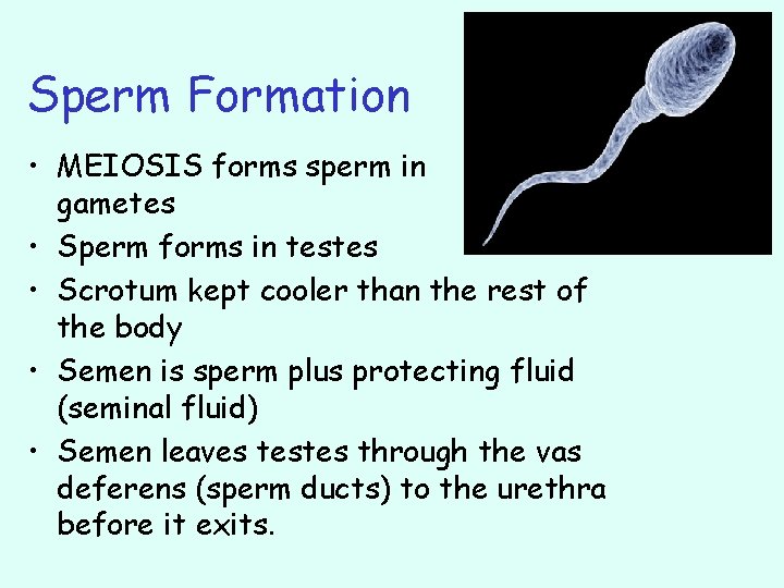 Sperm Formation • MEIOSIS forms sperm in gametes • Sperm forms in testes •