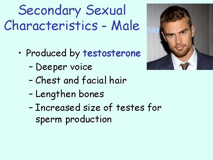 Secondary Sexual Characteristics - Male • Produced by testosterone – Deeper voice – Chest