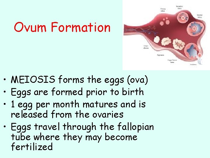 Ovum Formation • MEIOSIS forms the eggs (ova) • Eggs are formed prior to