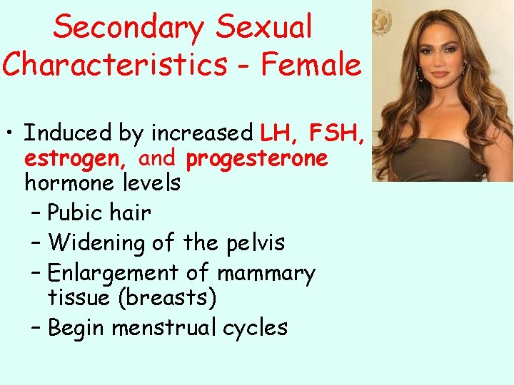 Secondary Sexual Characteristics - Female • Induced by increased LH, FSH, estrogen, and progesterone