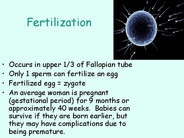 Fertilization • • Occurs in upper 1/3 of Fallopian tube Only 1 sperm can