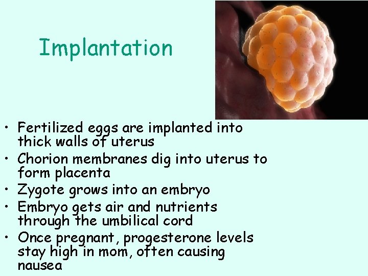 Implantation • Fertilized eggs are implanted into thick walls of uterus • Chorion membranes