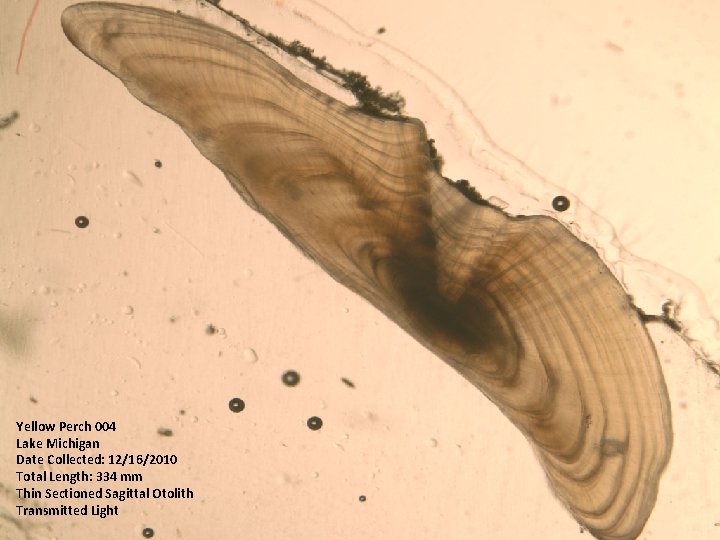 Yellow Perch 004 Lake Michigan Date Collected: 12/16/2010 Total Length: 334 mm Thin Sectioned