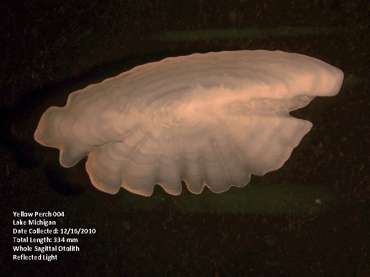 Yellow Perch 004 Lake Michigan Date Collected: 12/16/2010 Total Length: 334 mm Whole Sagittal