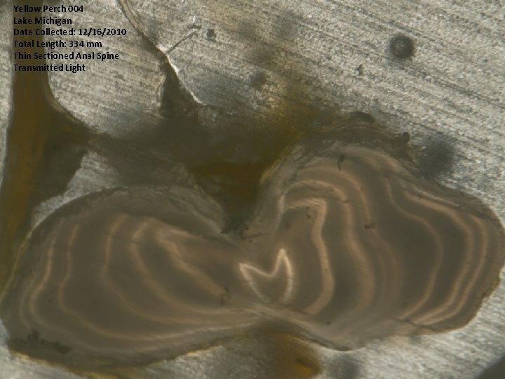 Yellow Perch 004 Lake Michigan Date Collected: 12/16/2010 Total Length: 334 mm Thin Sectioned