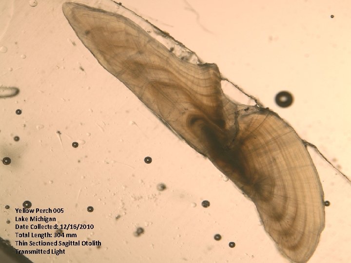 Yellow Perch 005 Lake Michigan Date Collected: 12/16/2010 Total Length: 304 mm Thin Sectioned