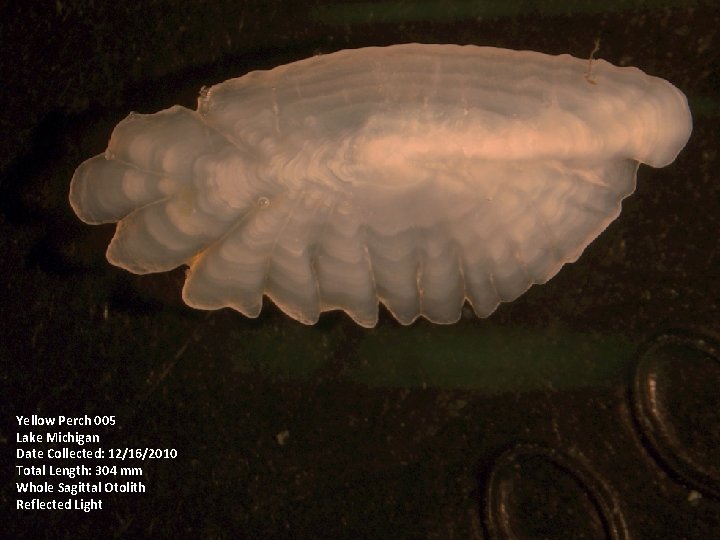 Yellow Perch 005 Lake Michigan Date Collected: 12/16/2010 Total Length: 304 mm Whole Sagittal