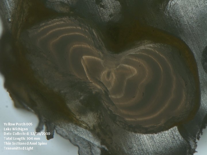 Yellow Perch 005 Lake Michigan Date Collected: 12/16/2010 Total Length: 304 mm Thin Sectioned