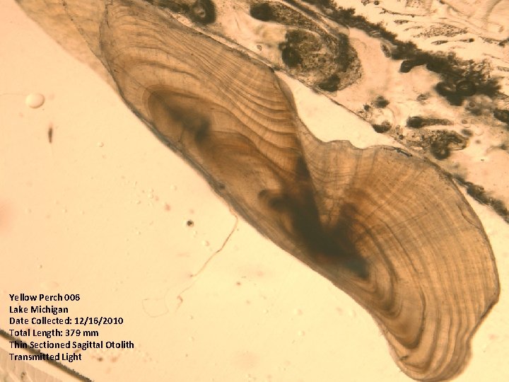 Yellow Perch 006 Lake Michigan Date Collected: 12/16/2010 Total Length: 379 mm Thin Sectioned