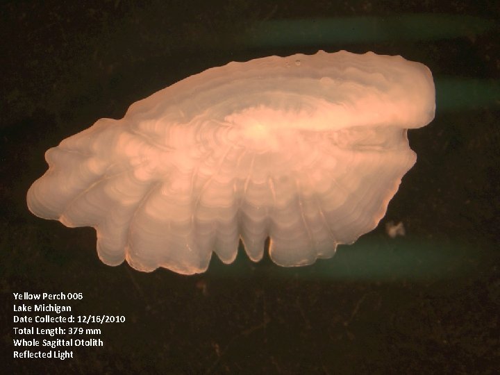 Yellow Perch 006 Lake Michigan Date Collected: 12/16/2010 Total Length: 379 mm Whole Sagittal