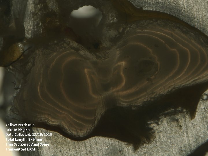 Yellow Perch 006 Lake Michigan Date Collected: 12/16/2010 Total Length: 379 mm Thin Sectioned