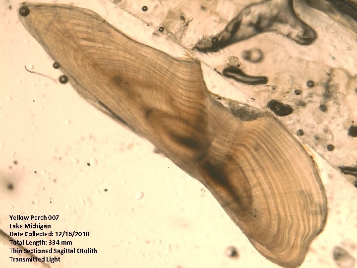 Yellow Perch 007 Lake Michigan Date Collected: 12/16/2010 Total Length: 334 mm Thin Sectioned