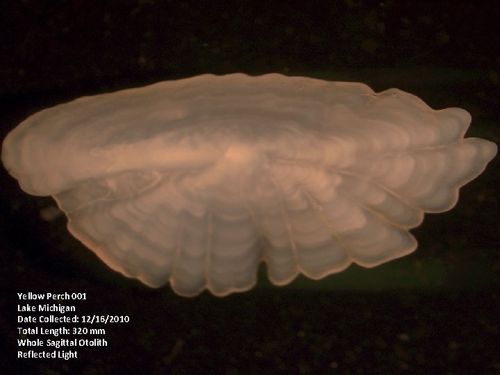 Yellow Perch 001 Lake Michigan Date Collected: 12/16/2010 Total Length: 320 mm Whole Sagittal