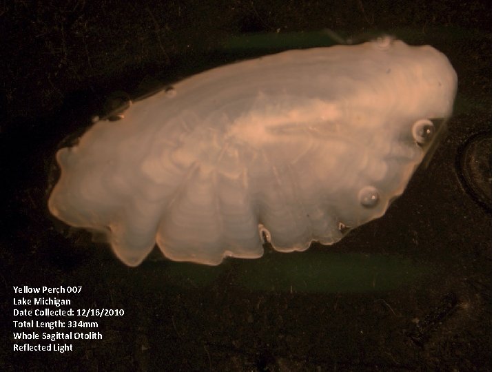 Yellow Perch 007 Lake Michigan Date Collected: 12/16/2010 Total Length: 334 mm Whole Sagittal