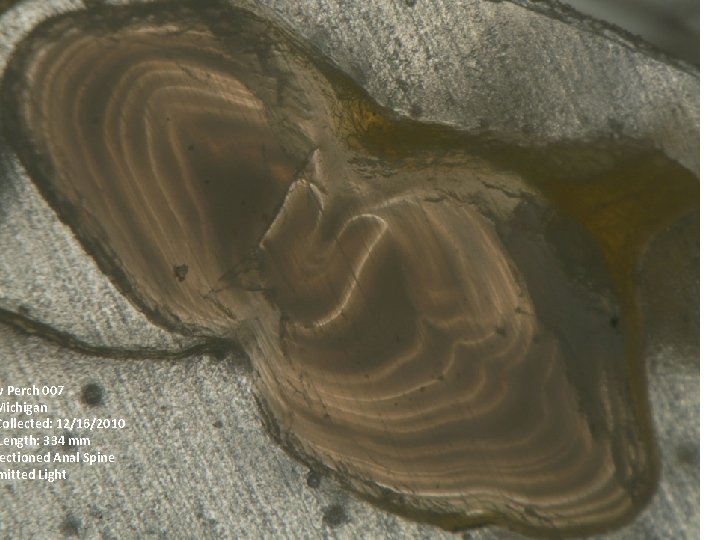 w Perch 007 Michigan Collected: 12/16/2010 Length: 334 mm ectioned Anal Spine mitted Light