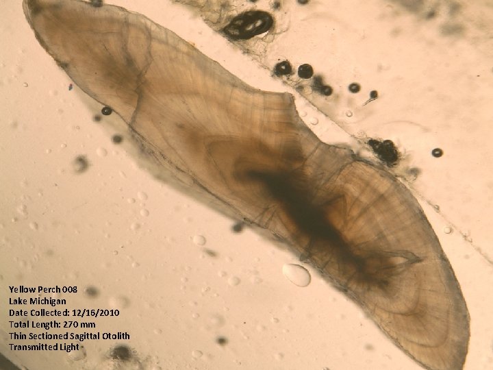 Yellow Perch 008 Lake Michigan Date Collected: 12/16/2010 Total Length: 270 mm Thin Sectioned