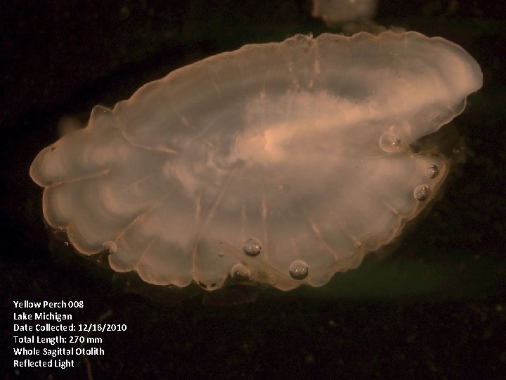 Yellow Perch 008 Lake Michigan Date Collected: 12/16/2010 Total Length: 270 mm Whole Sagittal