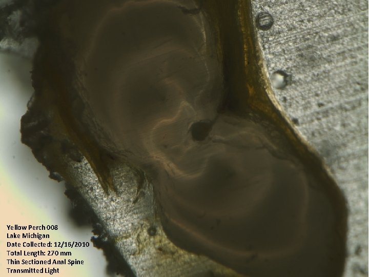 Yellow Perch 008 Lake Michigan Date Collected: 12/16/2010 Total Length: 270 mm Thin Sectioned