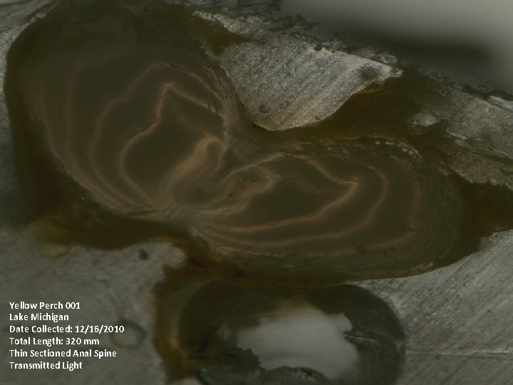 Yellow Perch 001 Lake Michigan Date Collected: 12/16/2010 Total Length: 320 mm Thin Sectioned