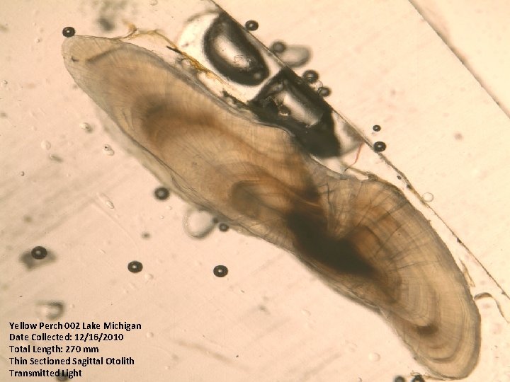 Yellow Perch 002 Lake Michigan Date Collected: 12/16/2010 Total Length: 270 mm Thin Sectioned