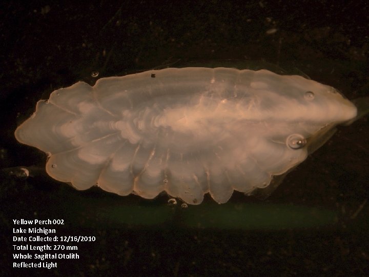 Yellow Perch 002 Lake Michigan Date Collected: 12/16/2010 Total Length: 270 mm Whole Sagittal