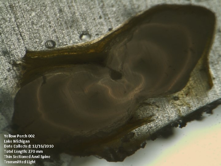 Yellow Perch 002 Lake Michigan Date Collected: 12/16/2010 Total Length: 270 mm Thin Sectioned