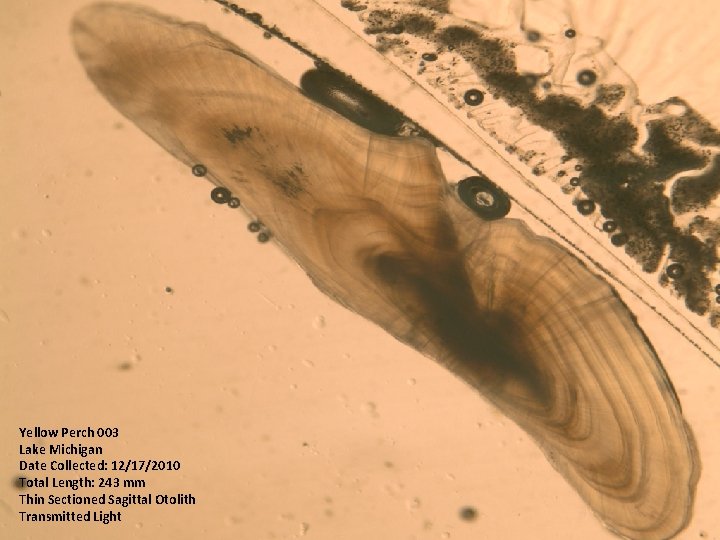 Yellow Perch 003 Lake Michigan Date Collected: 12/17/2010 Total Length: 243 mm Thin Sectioned