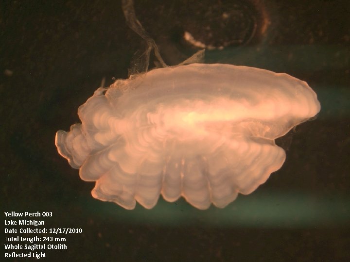 Yellow Perch 003 Lake Michigan Date Collected: 12/17/2010 Total Length: 243 mm Whole Sagittal