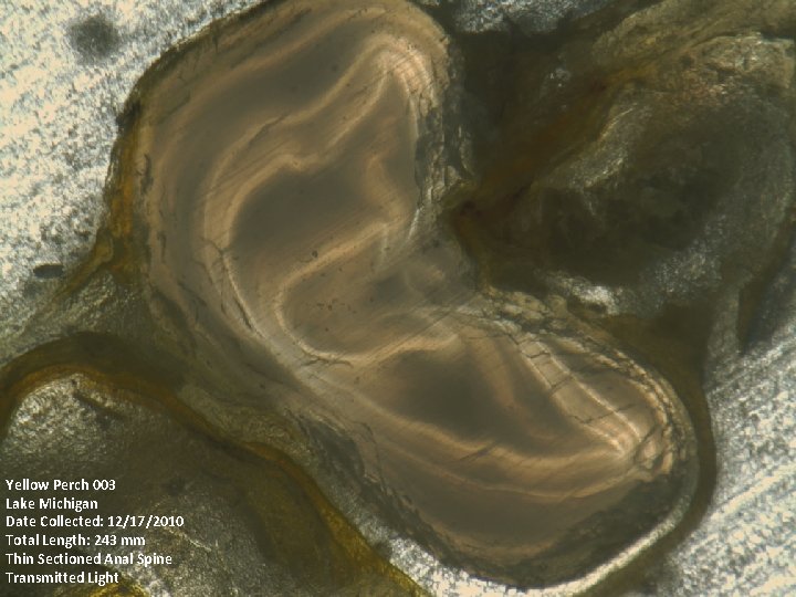 Yellow Perch 003 Lake Michigan Date Collected: 12/17/2010 Total Length: 243 mm Thin Sectioned