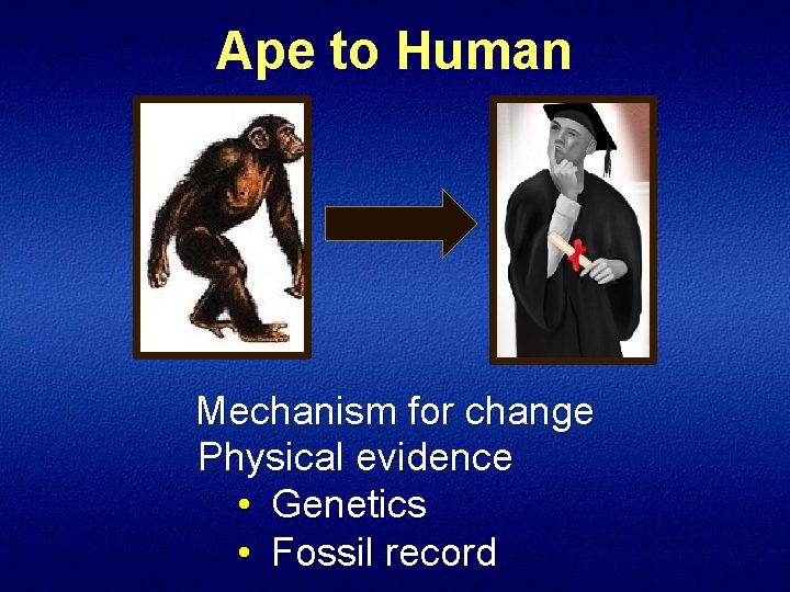 Ape to Human Mechanism for change Physical evidence • Genetics • Fossil record 