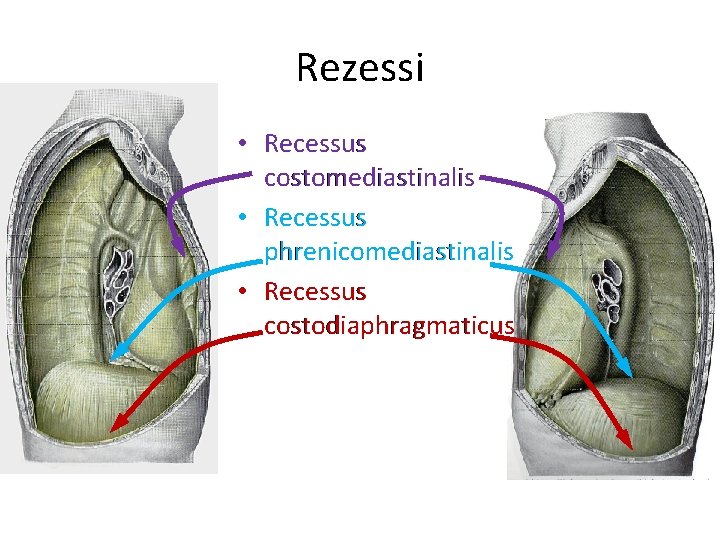 Rezessi • Recessus costomediastinalis • Recessus phrenicomediastinalis • Recessus costodiaphragmaticus 