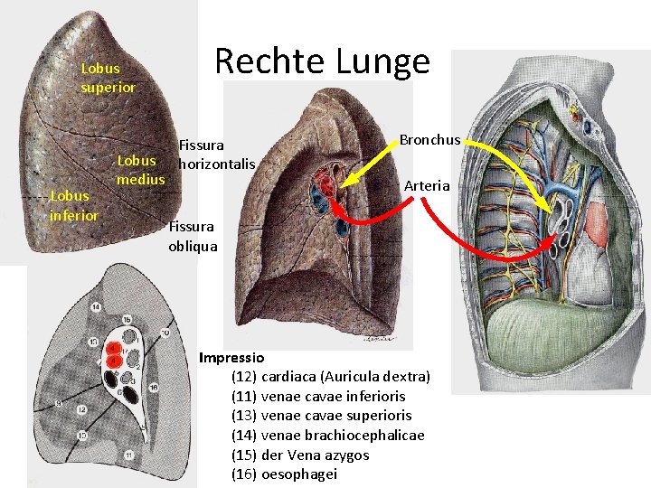 Lobus superior Lobus inferior Lobus medius Rechte Lunge Fissura horizontalis Bronchus Arteria Fissura obliqua
