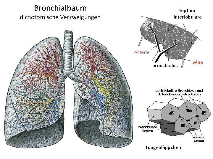 Bronchialbaum Septum interlobulare dichotomische Verzweigungen Arterie bronchiolus Lungenläppchen véna 