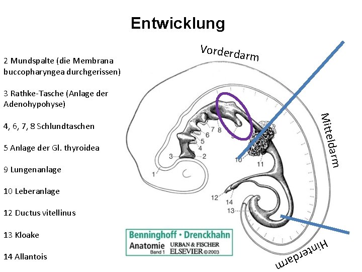 Entwicklung 2 Mundspalte (die Membrana buccopharyngea durchgerissen) Vorderda rm 3 Rathke-Tasche (Anlage der Adenohypohyse)