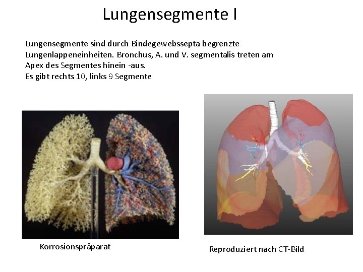 Lungensegmente I Lungensegmente sind durch Bindegewebssepta begrenzte Lungenlappeneinheiten. Bronchus, A. und V. segmentalis treten