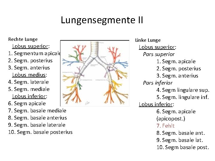 Lungensegmente II Rechte Lunge Lobus superior: 1. Segmentum apicale 2. Segm. posterius 3. Segm.