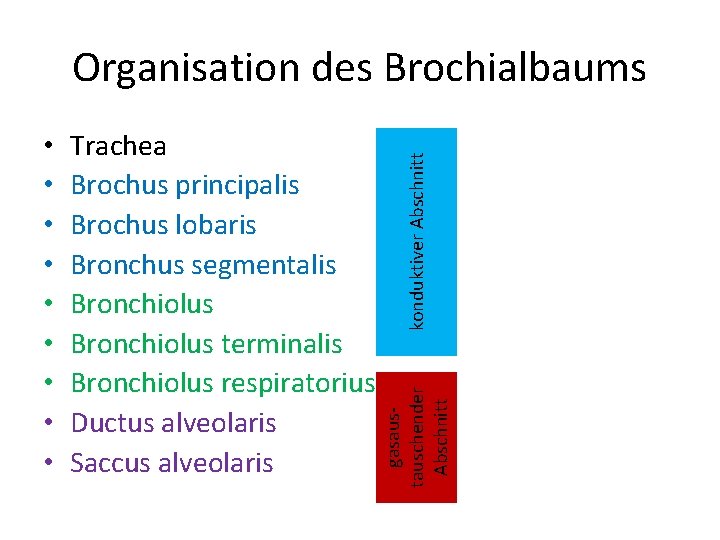 Trachea Brochus principalis Brochus lobaris Bronchus segmentalis Bronchiolus terminalis Bronchiolus respiratorius Ductus alveolaris Saccus