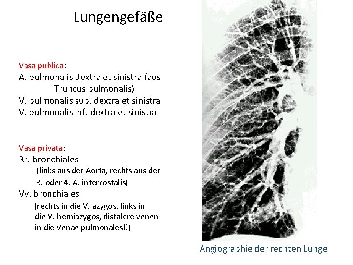 Lungengefäße Vasa publica: A. pulmonalis dextra et sinistra (aus Truncus pulmonalis) V. pulmonalis sup.