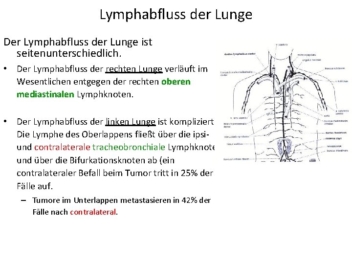 Lymphabfluss der Lunge Der Lymphabfluss der Lunge ist seitenunterschiedlich. • Der Lymphabfluss der rechten