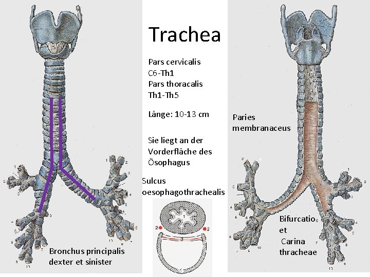 Trachea Pars cervicalis C 6 -Th 1 Pars thoracalis Th 1 -Th 5 Länge: