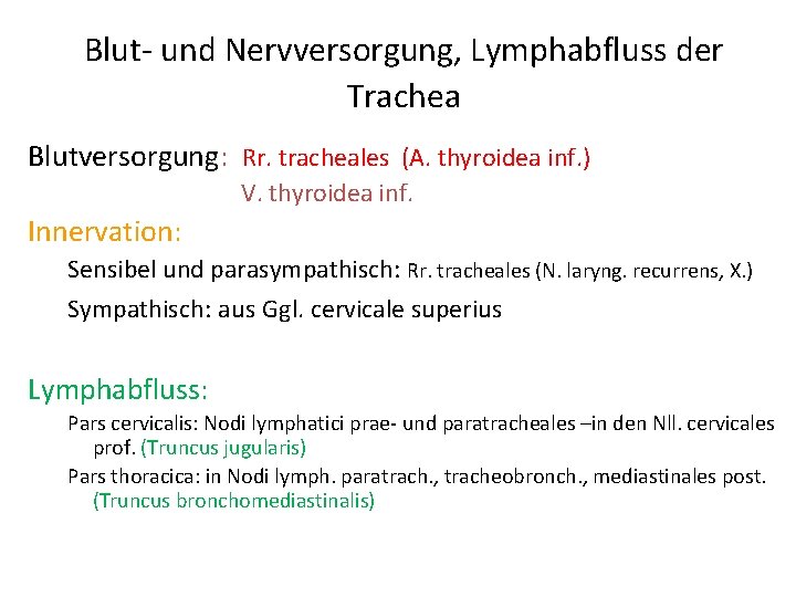 Blut- und Nervversorgung, Lymphabfluss der Trachea Blutversorgung: Rr. tracheales (A. thyroidea inf. ) V.