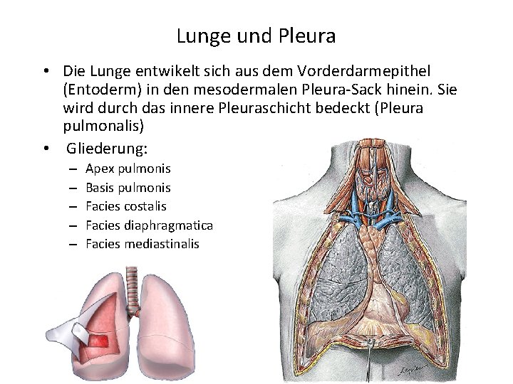 Lunge und Pleura • Die Lunge entwikelt sich aus dem Vorderdarmepithel (Entoderm) in den