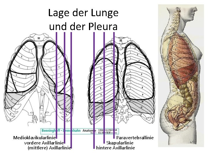 Lage der Lunge und der Pleura Medioklavikularlinie vordere Axillarlinie (mittlere) Axillarlinie Paravertebrallinie Skapularlinie hintere
