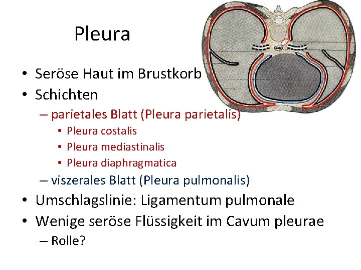 Pleura • Seröse Haut im Brustkorb • Schichten – parietales Blatt (Pleura parietalis) •