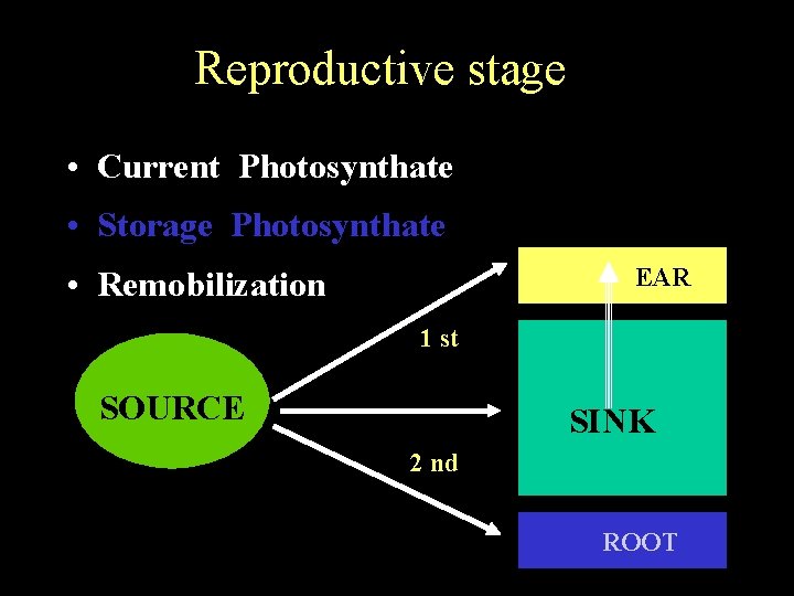 Reproductive stage • Current Photosynthate • Storage Photosynthate EAR • Remobilization 1 st SOURCE