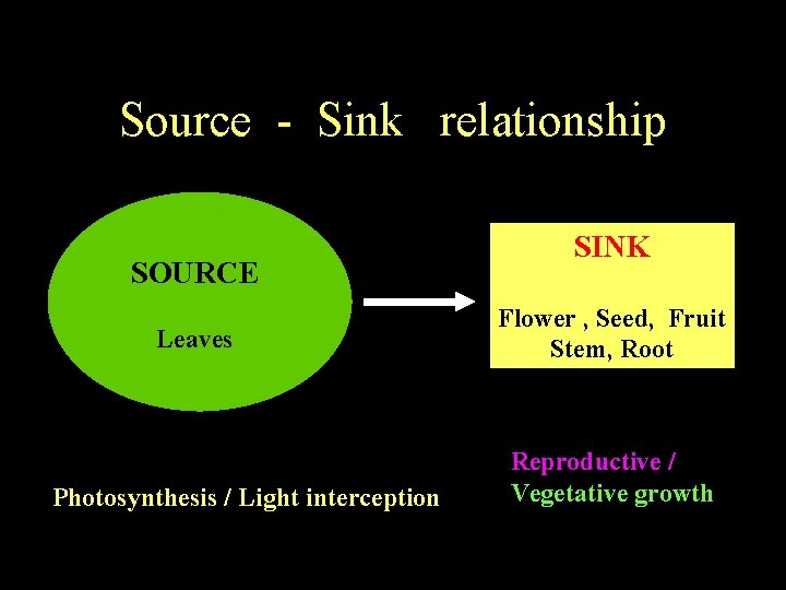 Source - Sink relationship SOURCE Leaves Photosynthesis / Light interception SINK Flower , Seed,
