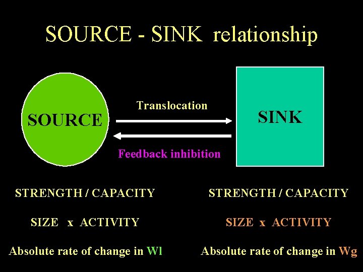 SOURCE - SINK relationship SOURCE Translocation SINK Feedback inhibition STRENGTH / CAPACITY SIZE x