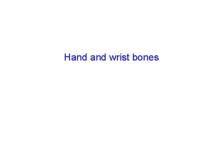 Hand wrist bones 